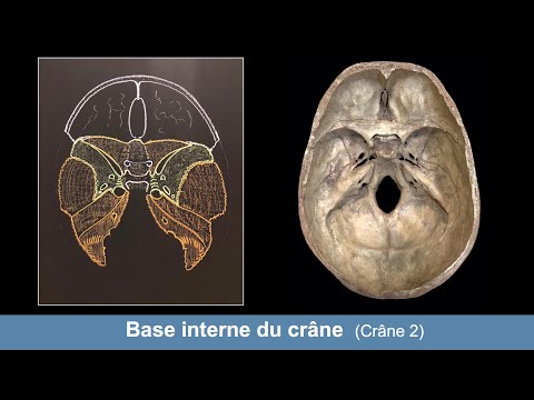 Vidéo: D'où vient le chondrocrâne ?
