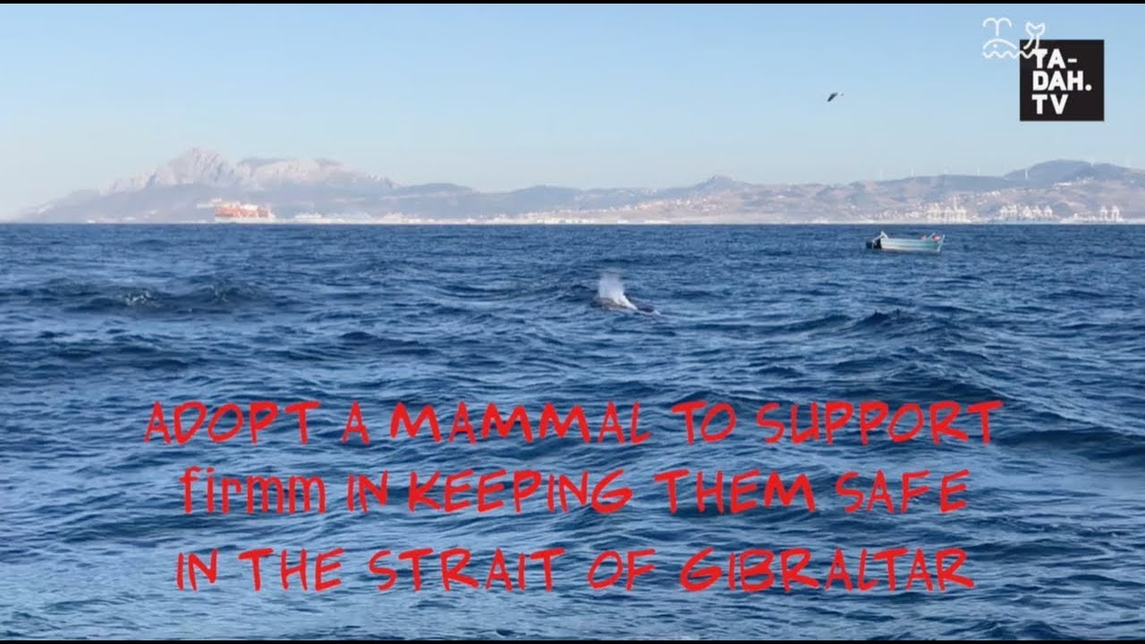 Dolphin and Whale Watching in the Strait of Gibraltar/ Europe | TA-DAH.TV