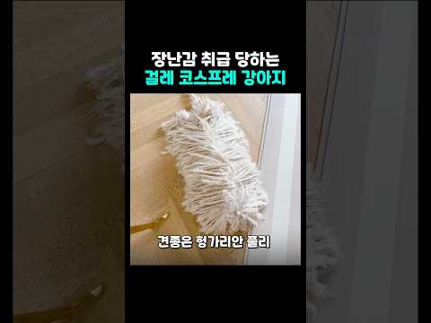 별명이 대걸레라는 강아지 thumbnail