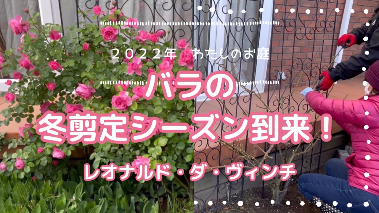 【冬剪定①】 レオナルド・ダ・ヴィンチをととのえます