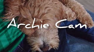 Archie Cam - I gets a visitor by Finn the Spaniel  19 views 8 months ago 4 minutes, 16 seconds