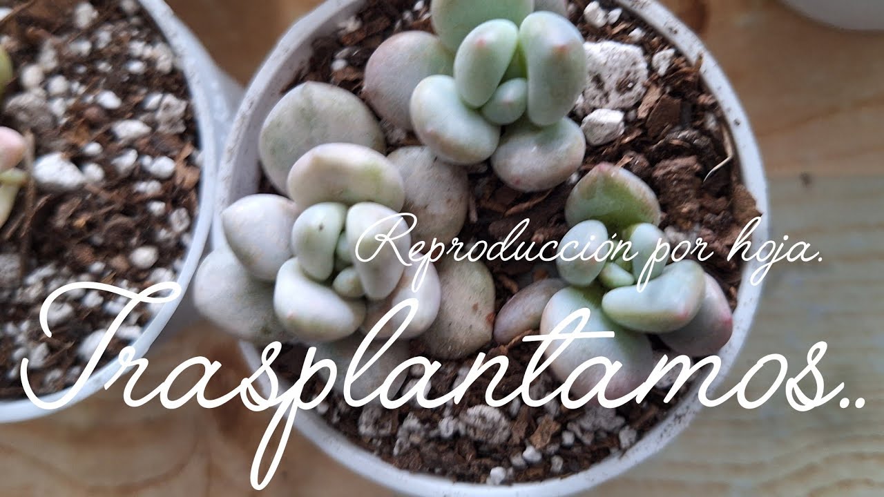 Reproducción por hoja.  TRASPLANTAMOS.  #suculentas #plantas #jardin 
