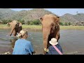Update Elephant Thong Ae and her heard - Eleflix