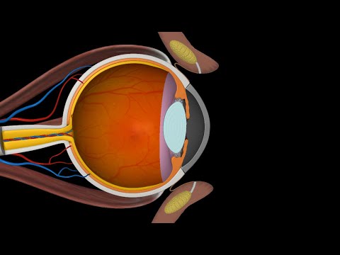 Dry Eye Disease (DED)