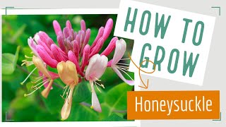 Celebrity How to Grow Honeysuckle Plant Net Worth
