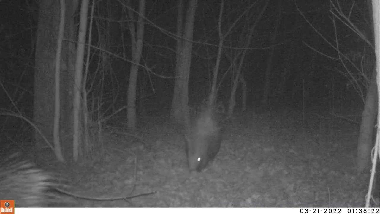 Istrici a Le Bine 21 marzo 2022