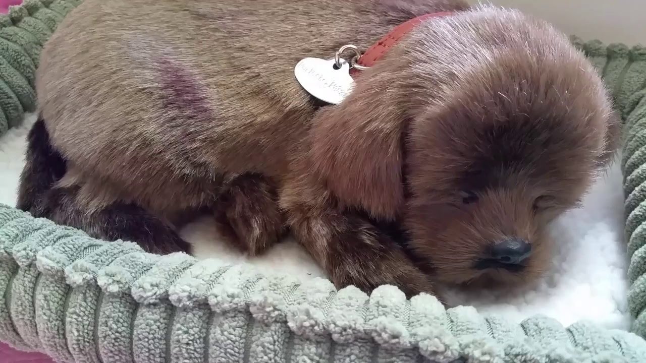 sleepy puppy toy planet