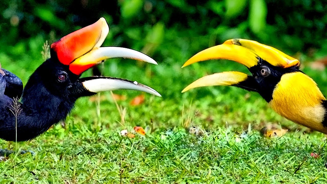 ১০টি অদ্ভুত পাখি Top 10 Wonderfully Weird Bird Beaks Strange Bird Beaks World's Strangest