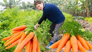 Harvesting Carrot Garden Goes to market sell  Vegetable Gardening | Lisa Bushcraft