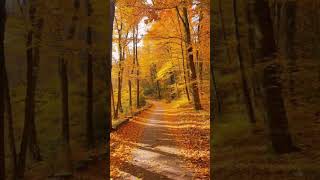 Golden Autumn Pathway #beautiful #nature #autumn #pathway