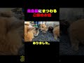 青島猫にまつわるご飯のお話　#猫 #子猫 #animalrescue