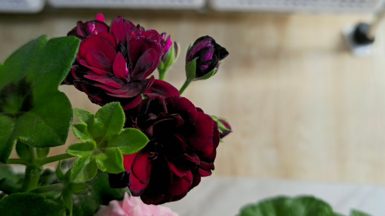 월셋방에서~전세방으로..😅🤣😅🤣#healing꽃님 