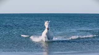 Detailed 10 Beautifully Colored Rare Horse Breeds Information