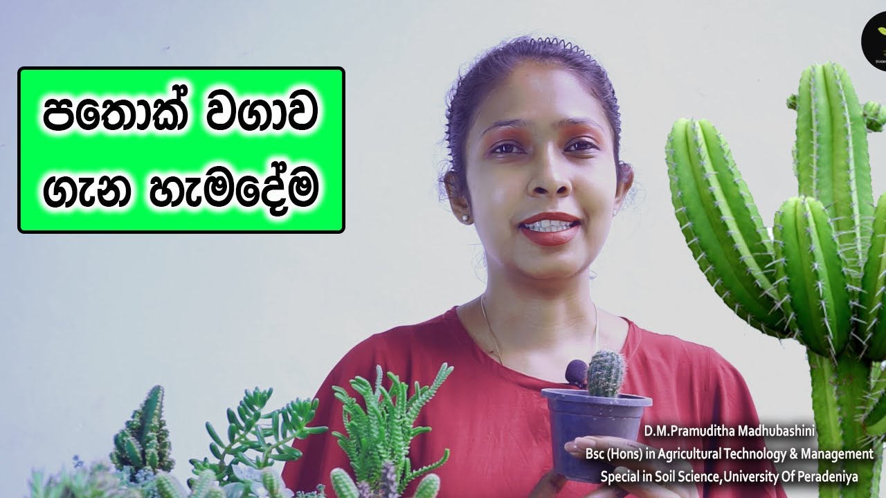 How to make cactus soil mixture in Sinhala / cactus care tips / cactus 2022 / how to grow cactus