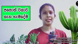 How to make cactus soil mixture in Sinhala / cactus care tips / cactus 2022 / how to grow cactus