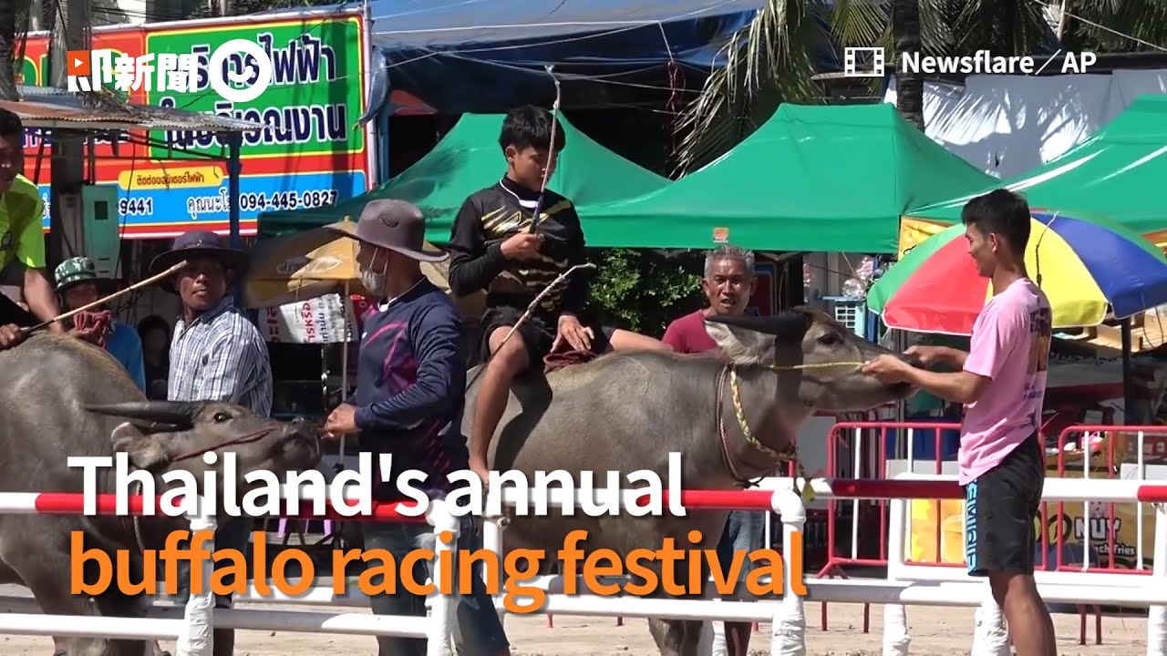 Thailand's annual buffalo racing festival｜English Video