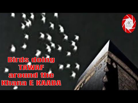 Birds doing TAWAF around the KHANA E KAABA