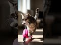 #funnycats #funny #funnycat #pets #cat #catlovers #catshorts