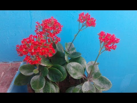 Video: Flaming Katy Kalanchoe - Kako gojiti rastline Flaming Katy