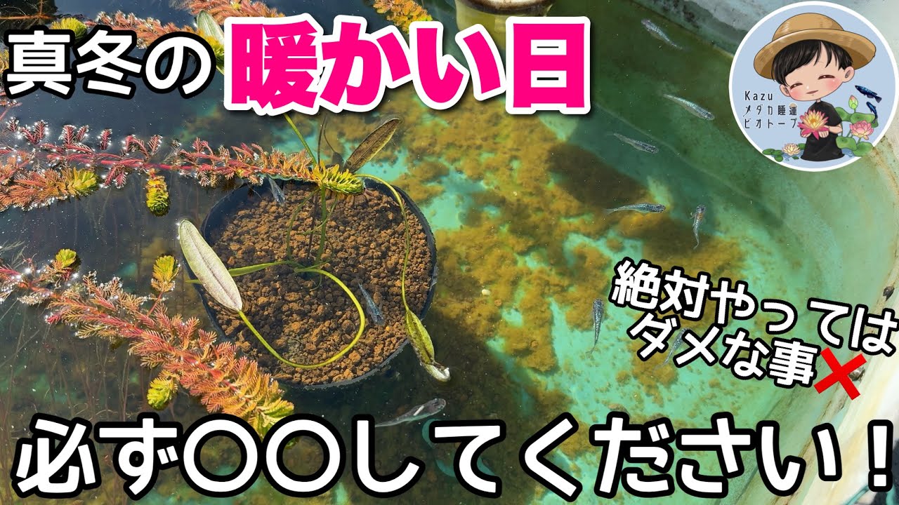 気温17℃！メダカビオトープ冬の暖かい日に必ずやる事！絶対やってはダメな事！メダカ睡蓮ビオトープ