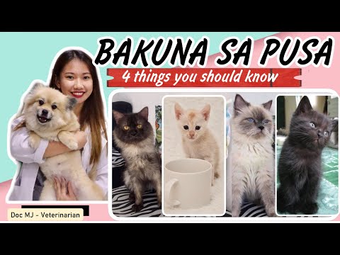 Video: Paano Bisitahin ang Meow Wolf