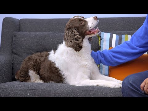 Vídeo: Marcas saudáveis de comida para cães
