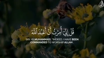 قلْ إِني أُمِرْتُ أَنْ أَعبد اللَّهَ مخلِصًا له الدينَ - (آيات من سورة الزمر) - القارئ ماهر المعيقلي