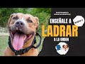 ENSEÑA a tu perro a LADRAR a la ORDEN! 🐶🗣✅