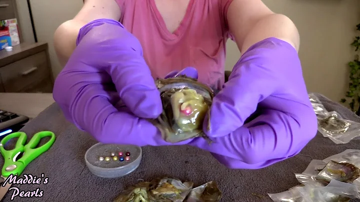 Huge Akoya Oyster QUAD Shuck! 4 Pearls in 1 Oyster...