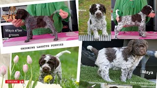 Grooming Lagotto Romagnolo puppies