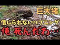 【最後はヘッドショット】猟犬アスカが起こした巨大猪が目の前に来たので、猟銃の引き鉄を弾いた瞬間…【単独狩猟/一銃一狗】