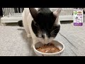 【保護猫】猫ASMR：今日のモグモグ 278days ／ MiawMiawジューシー 香るおかか