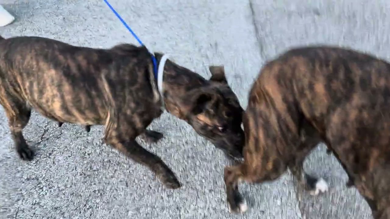 A2049309 Мэри и A2049264 Марли тест на температуру