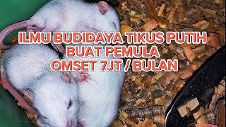 CARA BUDIDAYA TIKUS PUTIH BUAT PEMULA