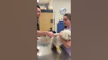 Skill 24. Scanning canine for a microchip.