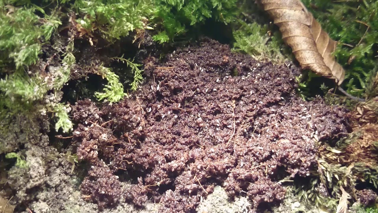 camera iphone 8 plus apk Springschwänze - Collembola