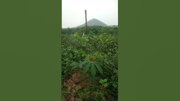 đa đa mái kêu quá sung