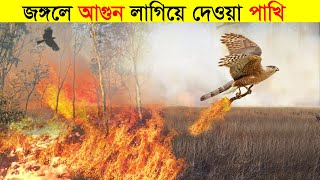 পাখিটি সমস্ত জঙ্গলে আগুন লাগিলে দিয়েছে/How Birds Spread Forest Fire