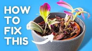 I Stopped Killing My Tradescantia Once I Learned This
