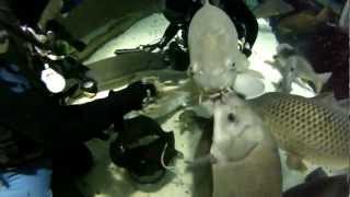 Sea Life Minnesota - Fresh Water Tank Scuba Dive - March 2012