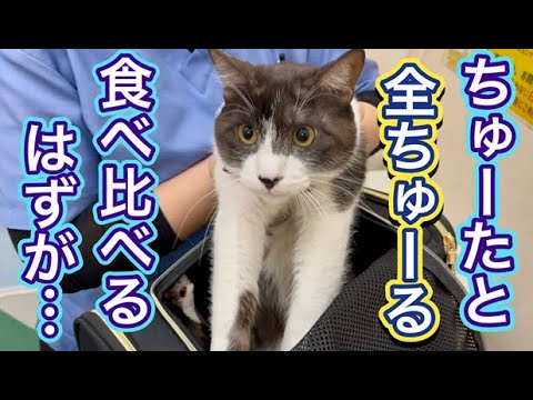 この２つで問題解決能力が僕はついたよ！猫目ルチルたんとタイチンルチル編んだよ！ The reaction of the unsuspecting kittens when Boss Tiger