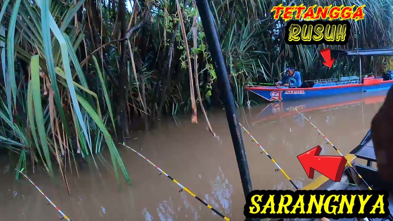 Mancing Udang Galah Malam Hari Pas Di Sarang nya ‼️Isi nya Babon2