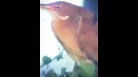 Cò lửa cò rán 🔥