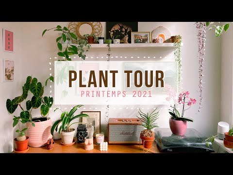 Vidéo: Plantes d'intérieur uniques : plantes d'intérieur intéressantes à essayer