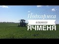 Подкормка озимого ячменя карбамидом