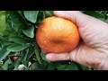 Mandarina variedad Nadorcott en Pedralba