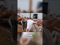 Owning Horses: The Allure of Livestock for Many People #shorts