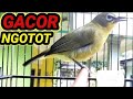 Pleci Bahan Langsung Ikut Bunyi Dengar Pancingan Pleci Ngotot Ini Mp3 - Mp4 Download