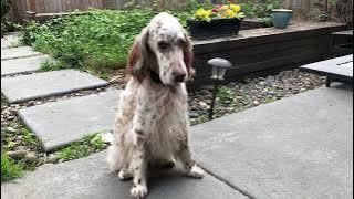 English Setter Wants Birthday Ribs