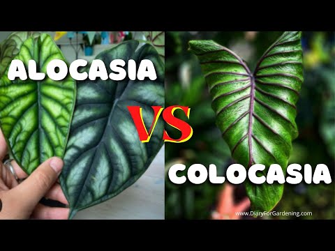 Alocasia vs Colocasia {Differences & Similarities} [Leaves, Tubers, Stems, Caring]-Confusion Solved!